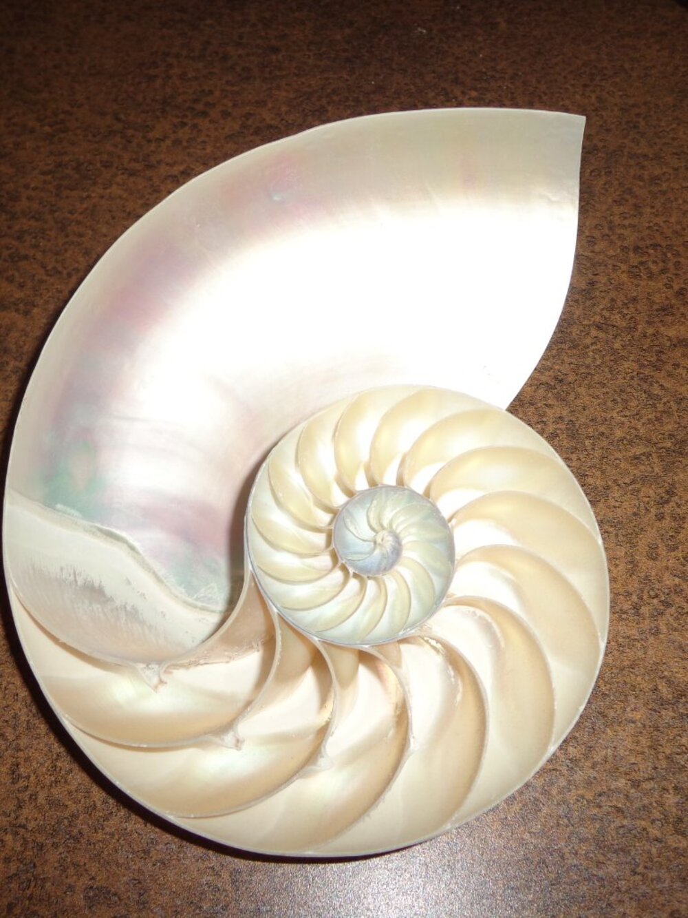 Sea Shell Pearl Nautilus Center Cut 6 1/4" Nature's Beauty